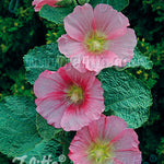 Alcea rosea Radiant Rose Radiant Rose Hollyhock