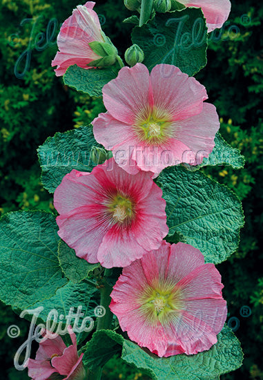 Alcea rosea Radiant Rose Radiant Rose Hollyhock