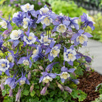 Aquilegia x Earlybird Blue and White Columbine