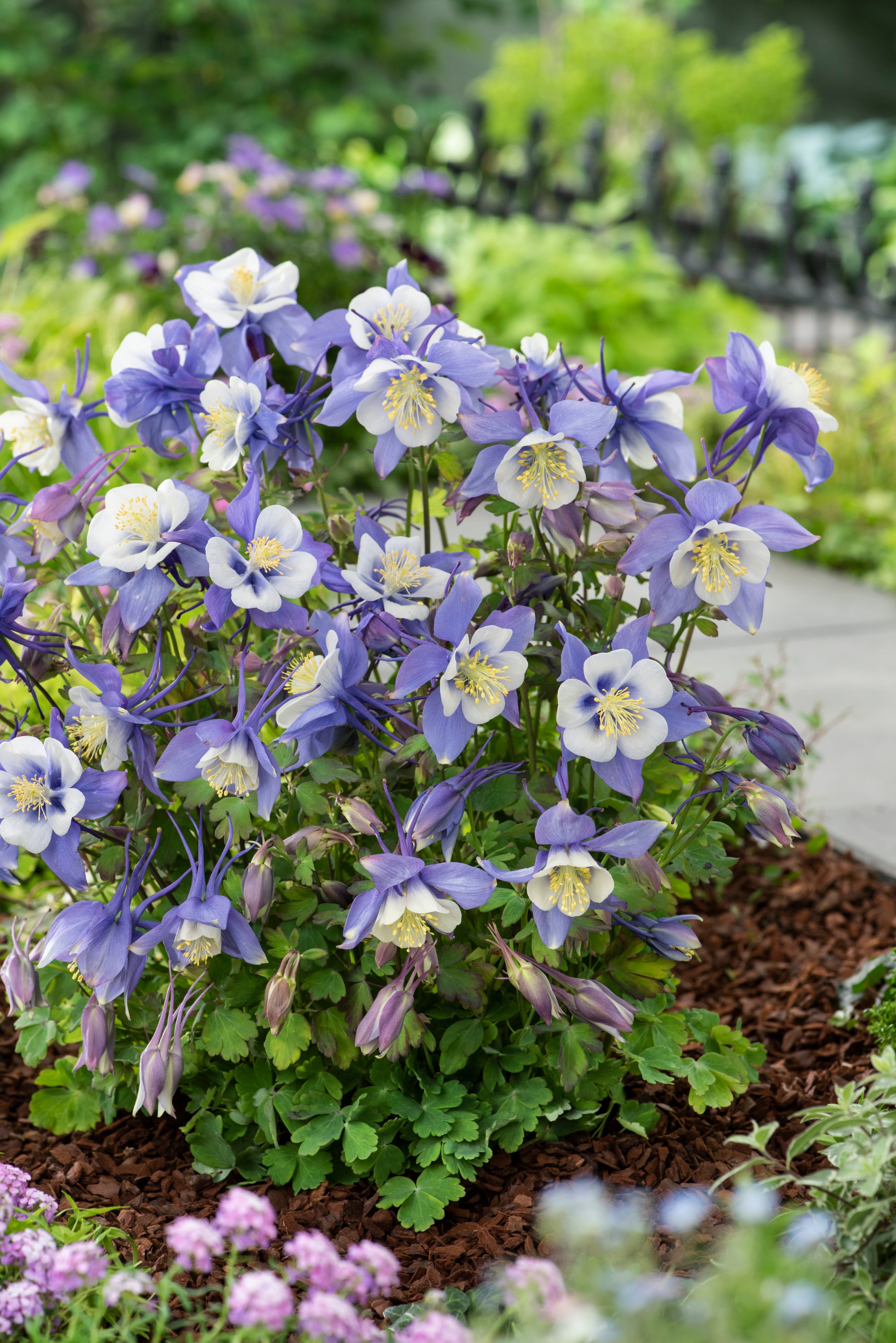 Aquilegia x Earlybird Blue and White Earlybird Blue and White Columbine
