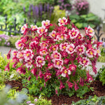 Aquilegia x Earlybird Red White PAS1258484 Earlybird Red White Columbine