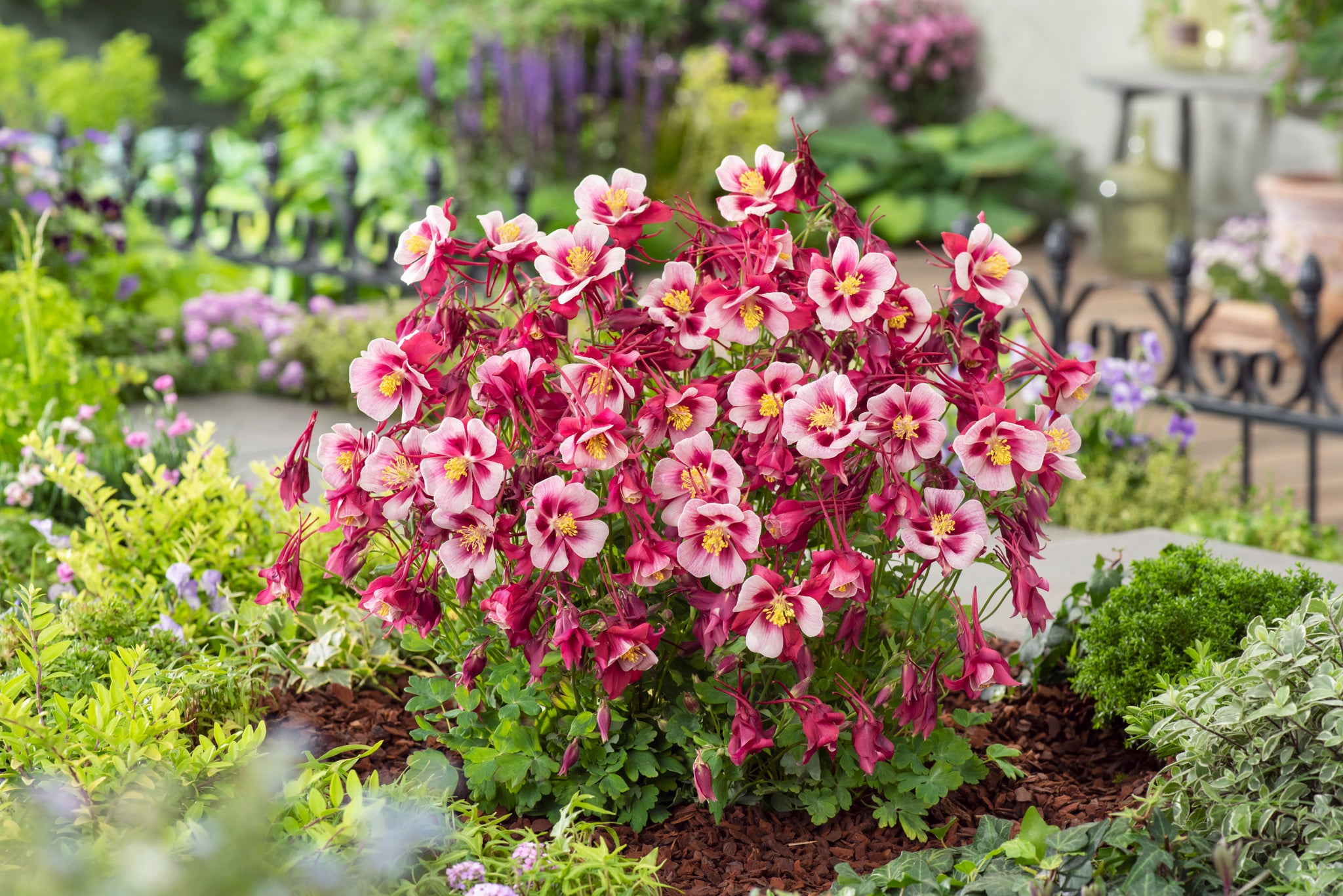 Aquilegia x Earlybird Red White PAS1258484 Earlybird Red White Columbine