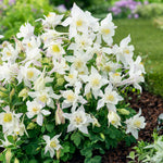Aquilegia x Earlybird White White Columbine