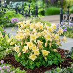 Aquilegia x Earlybird Yellow PAS1258489 Earlybird Yellow Columbine