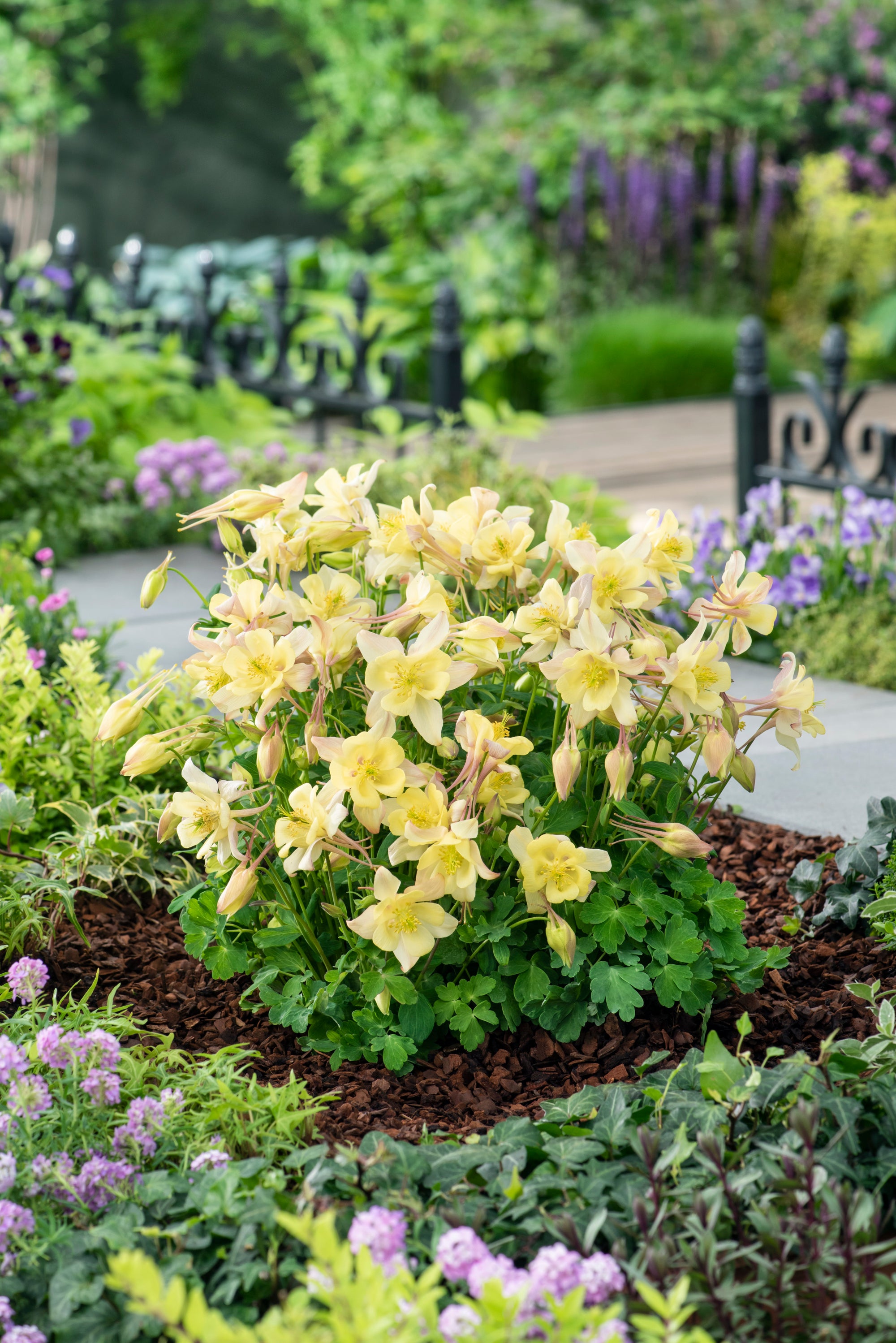 Aquilegia x Earlybird Yellow PAS1258489 Earlybird Yellow Columbine