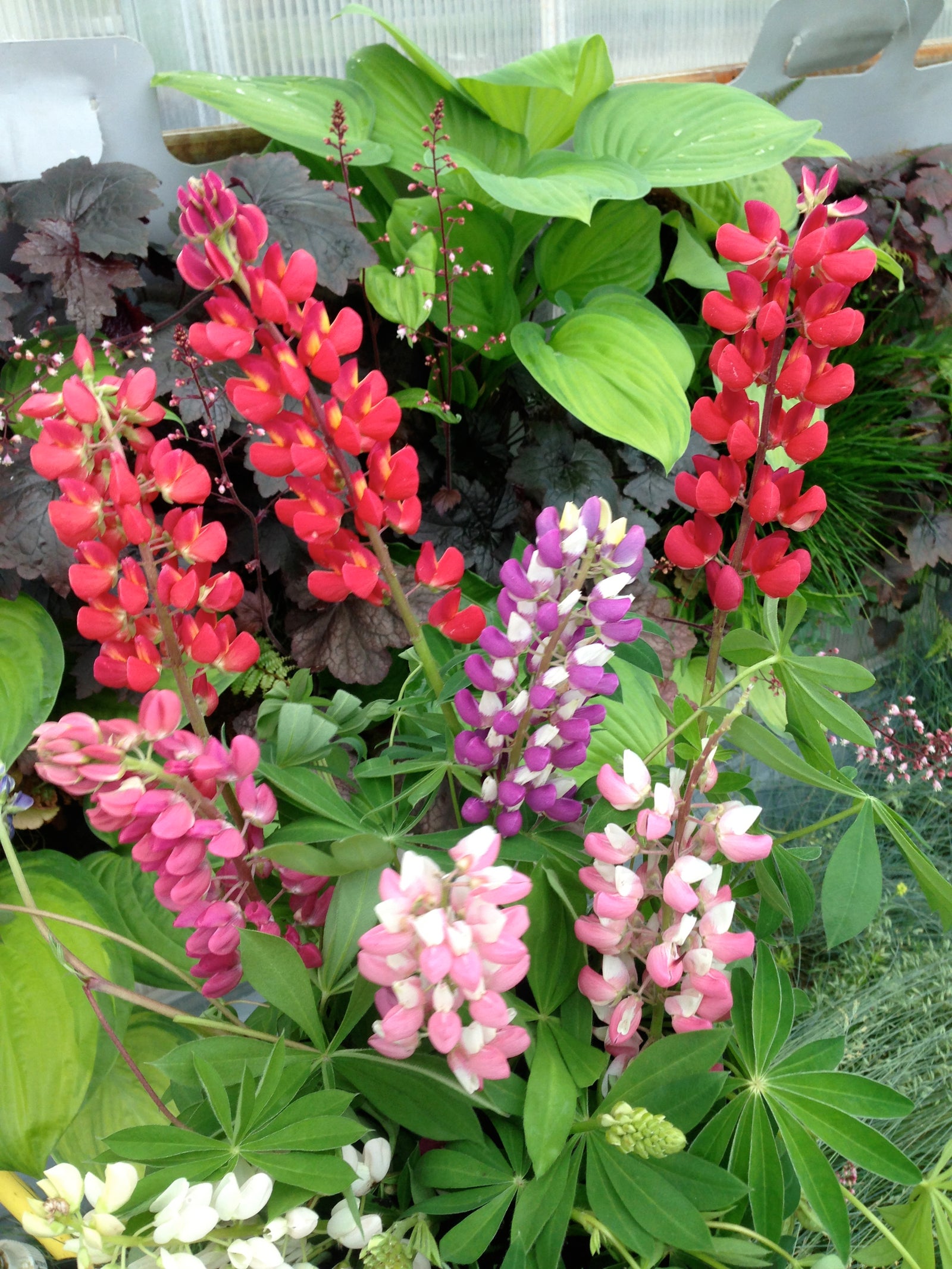 Lupinus polyphyllus Gallery Dwarf Lupine