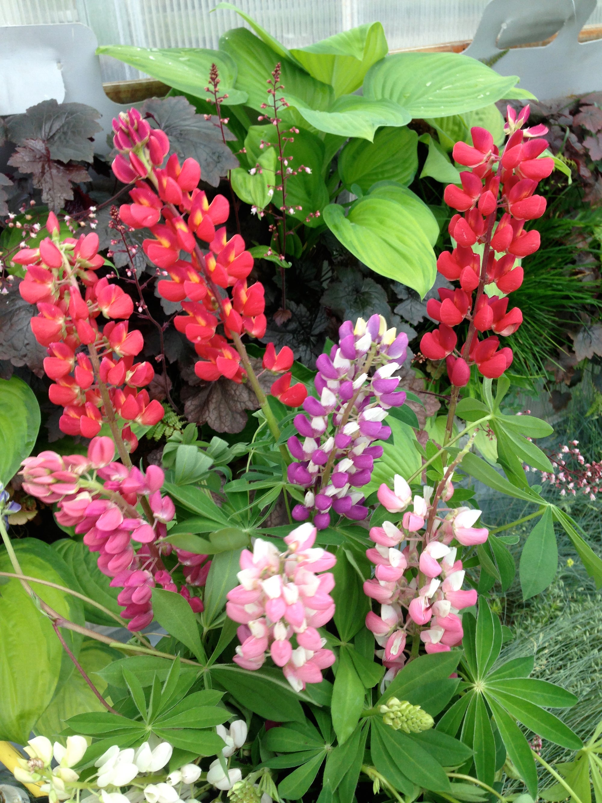 Lupinus polyphyllus Gallery Dwarf Lupine