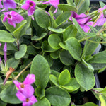 Phlox stolonifera Pink Ridge Pink Ridge Creeping Woodland Phlox