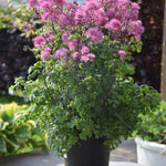 Thalictrum delavayi My Little Favorite My Little Favorite Meadow Rue