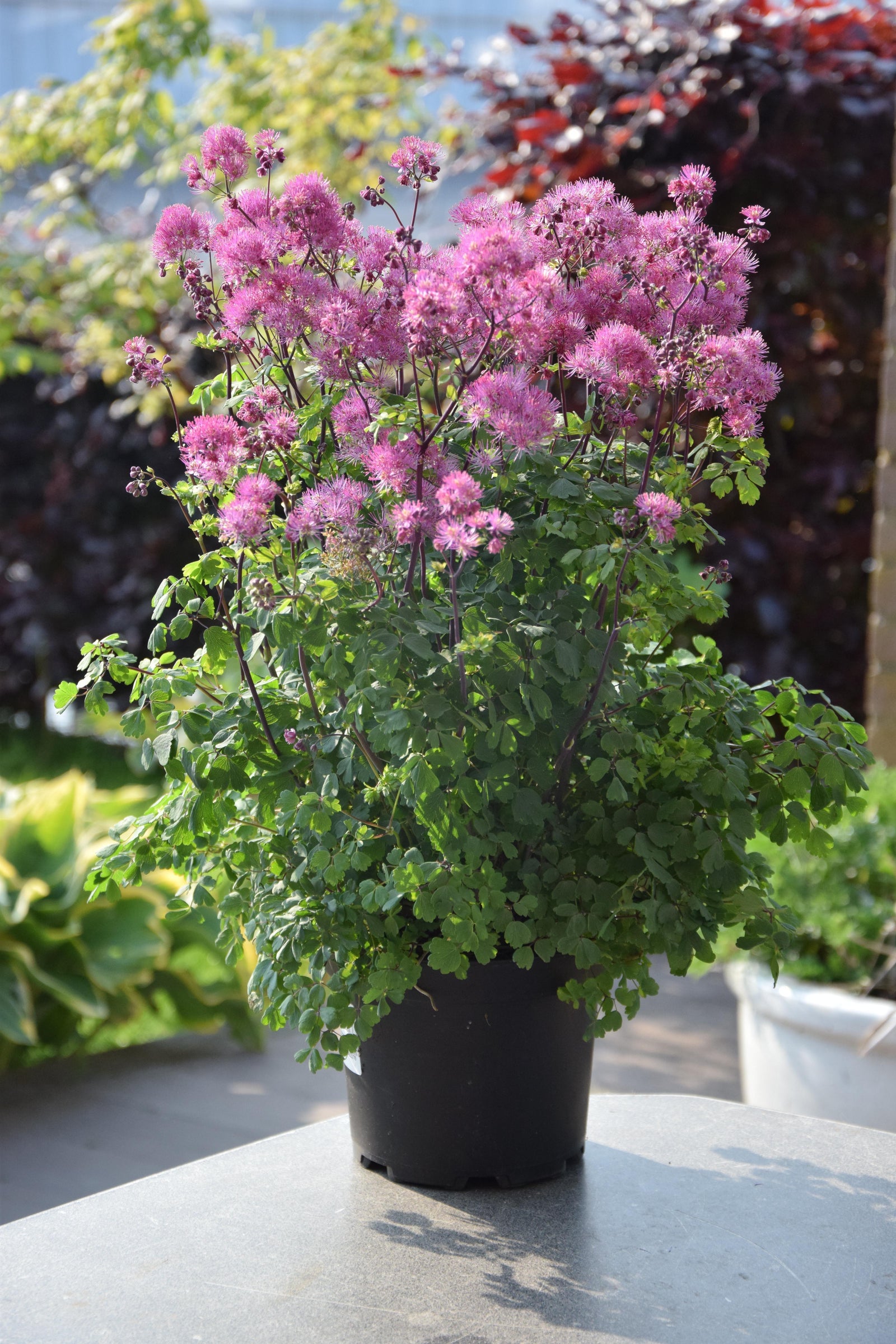 Thalictrum delavayi My Little Favorite My Little Favorite Meadow Rue
