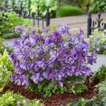 Aquilegia x Earlybird Purple and Blue Earlybird Purple and Blue Columbine