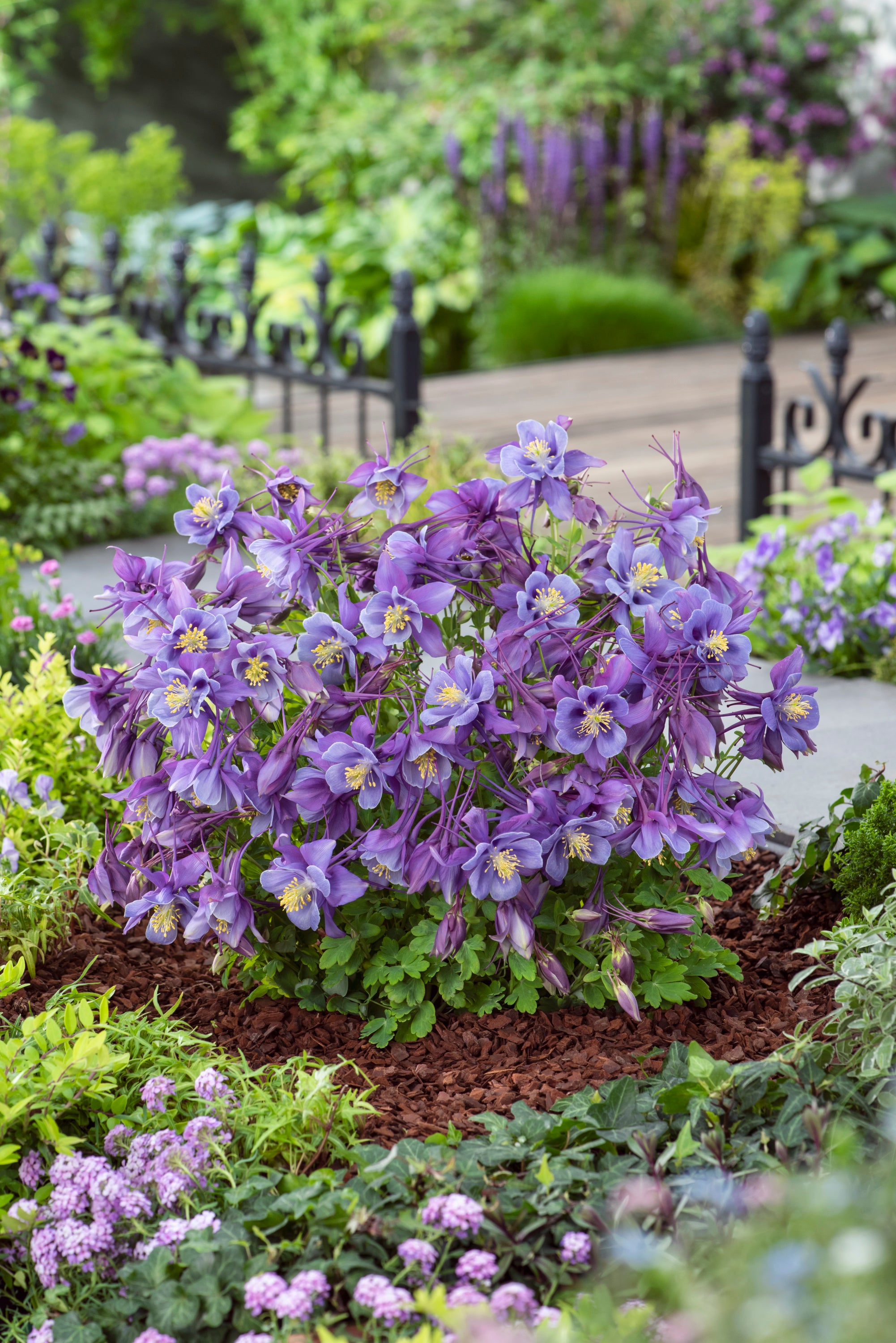 Aquilegia x Earlybird Purple and Blue Earlybird Purple and Blue Columbine