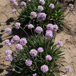 Armeria pseudarmeria Dreameria Sweet Dreams USPP29612 Dreameria Sweet Dreams Thrift