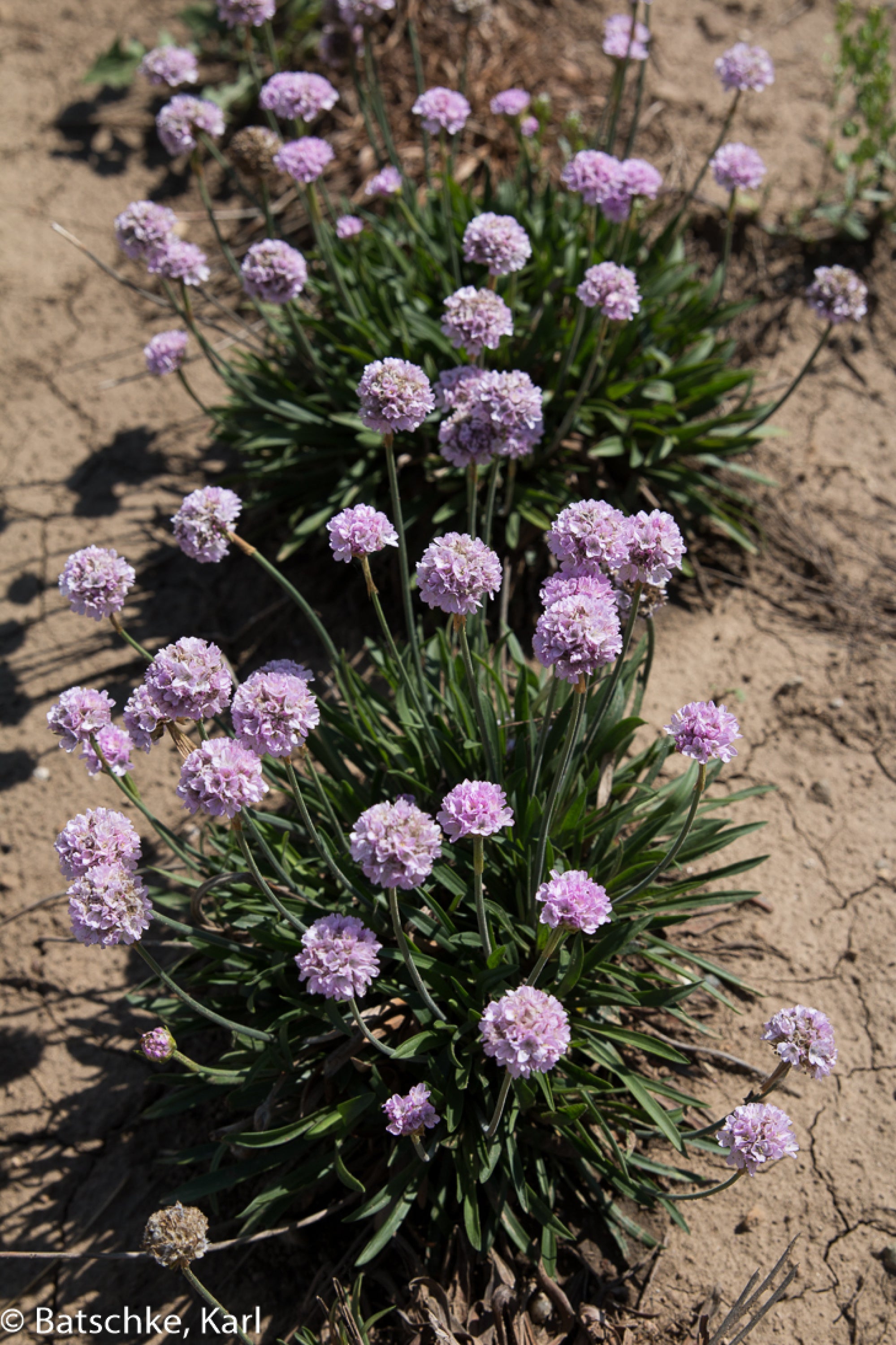 Armeria pseudarmeria Dreameria Sweet Dreams USPP29612 Dreameria Sweet Dreams Thrift