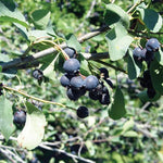 Saskatoon Berry Northline Northline Saskatoon Berry