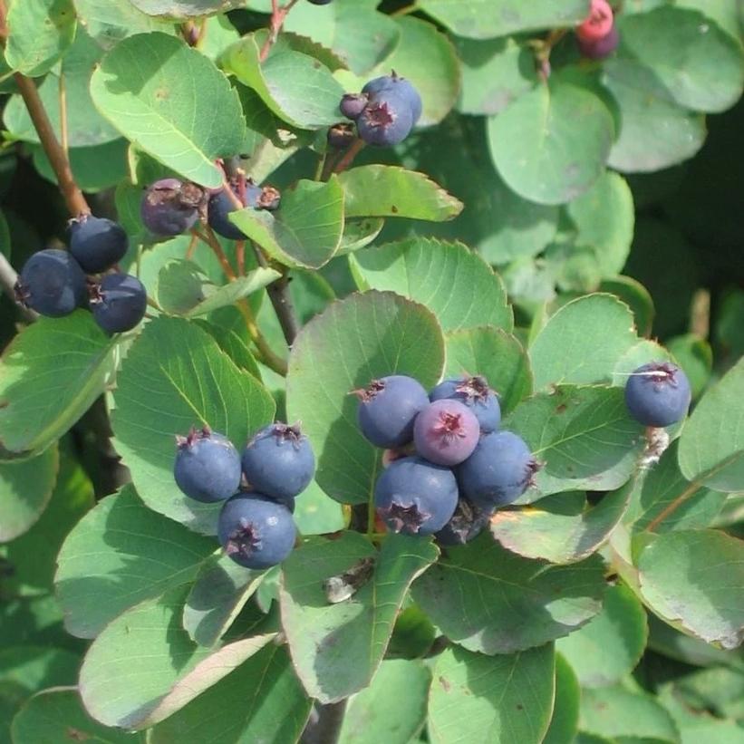 Saskatoon Berry Smokey Smokey Saskatoon Berry