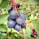 Saskatoon Berry Lee #3 Lee #3 Saskatoon Berry