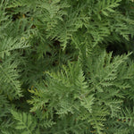 Artemisia gmelinii SunFern Arcadia Balfernlym PP33775 SunFern Arcadia Wormwood