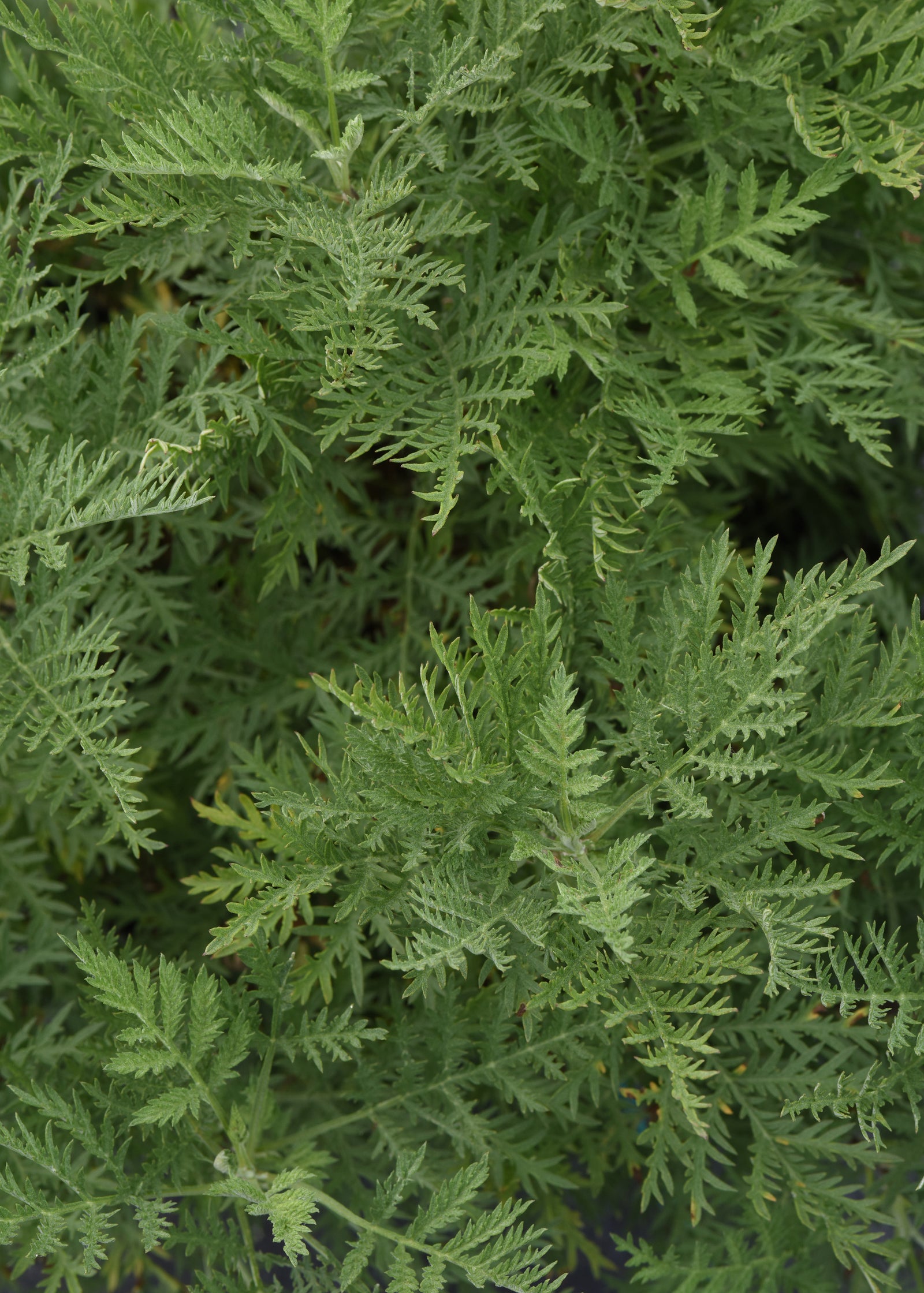 Artemisia gmelinii SunFern Arcadia Balfernlym PP33774 Arcadia Russian Wormwood