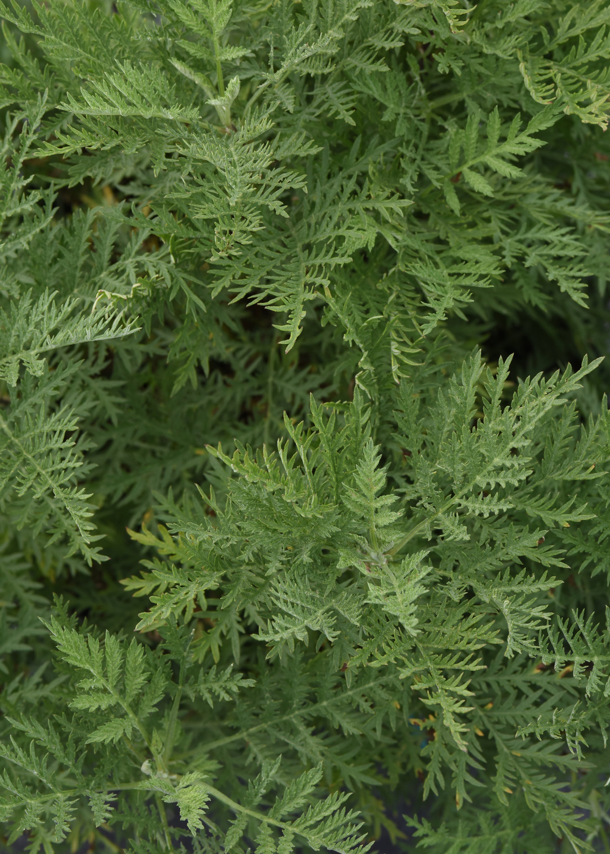 Artemisia gmelinii SunFern Arcadia Balfernlym PP33774 Arcadia Russian Wormwood