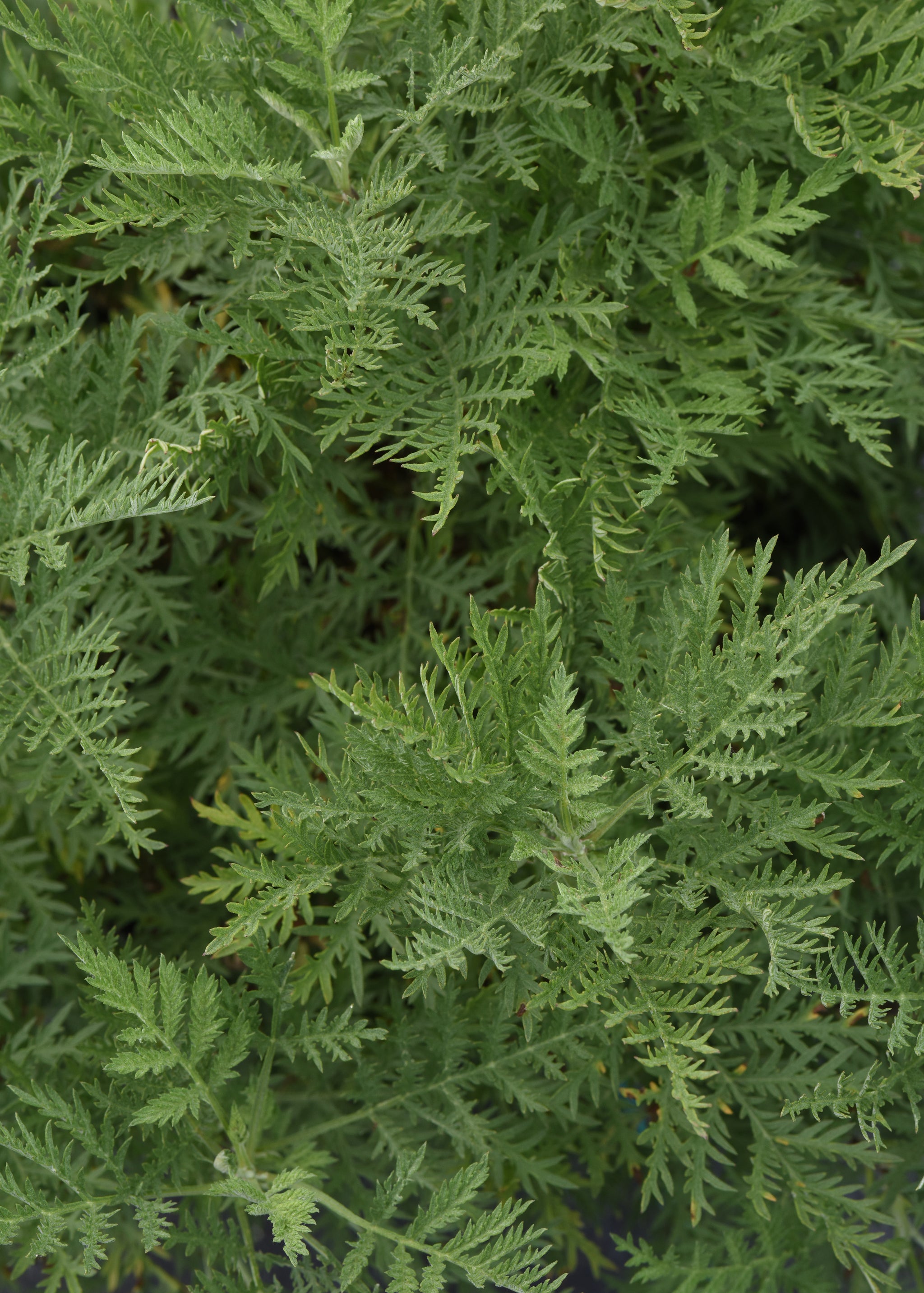 Artemisia gmelinii SunFern Arcadia Balfernlym PP33774 Arcadia Russian Wormwood