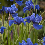Iris sibirica Cote D'Azur Siberian Iris
