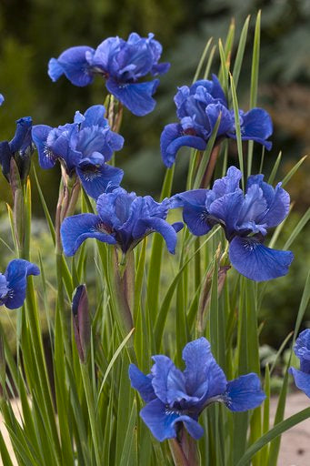 Iris sibirica Cote D'Azur Siberian Iris