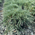 Juniperus horizontalis Blue Wonder Blue Wonder