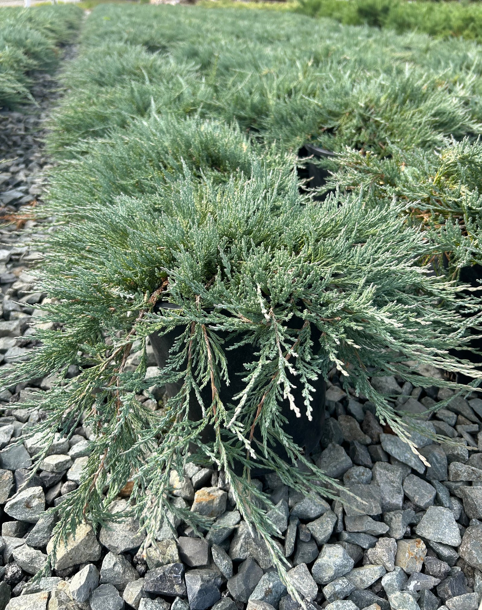 Juniperus horizontalis Blue Wonder Blue Wonder