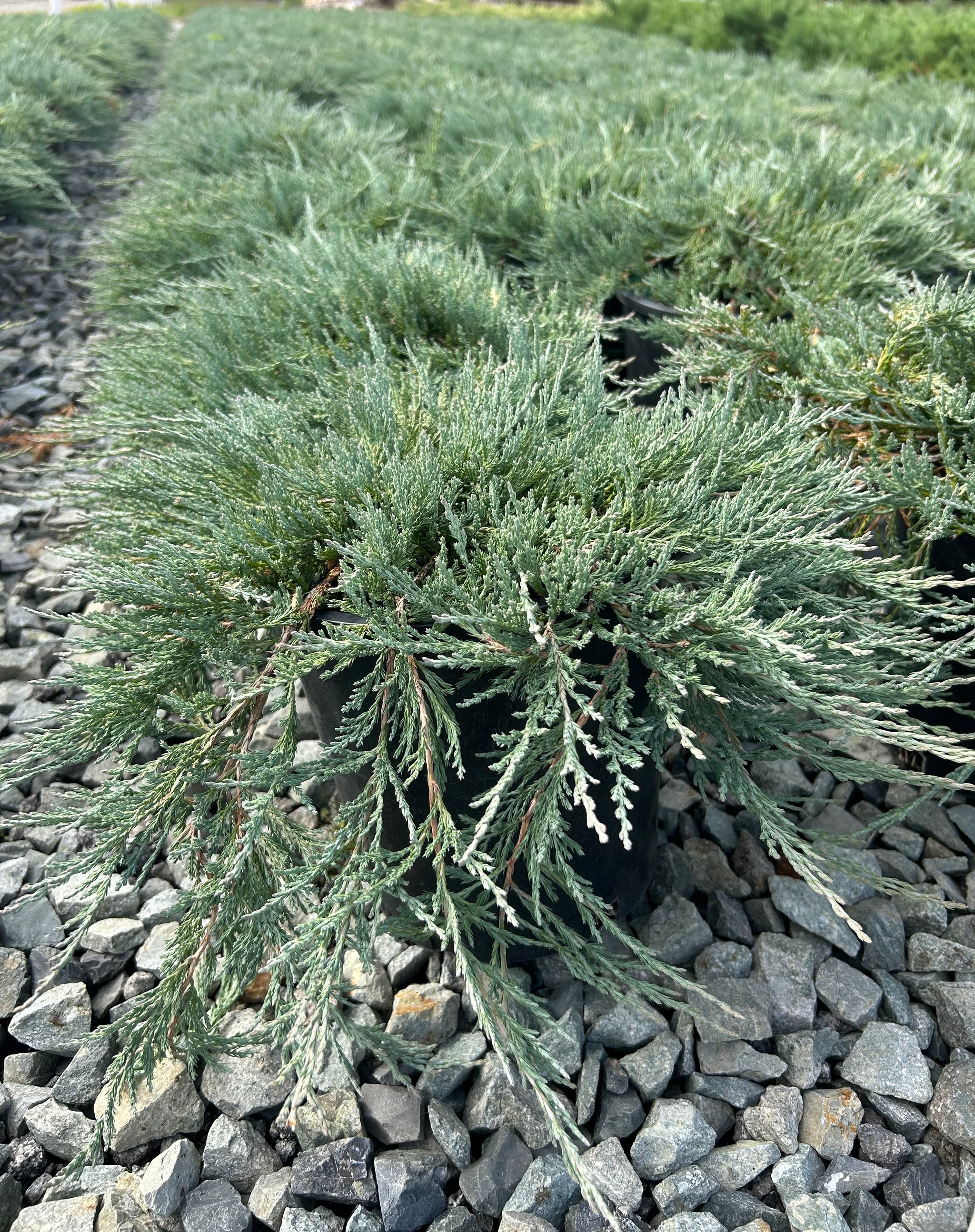 Juniperus horizontalis Blue Wonder Blue Wonder