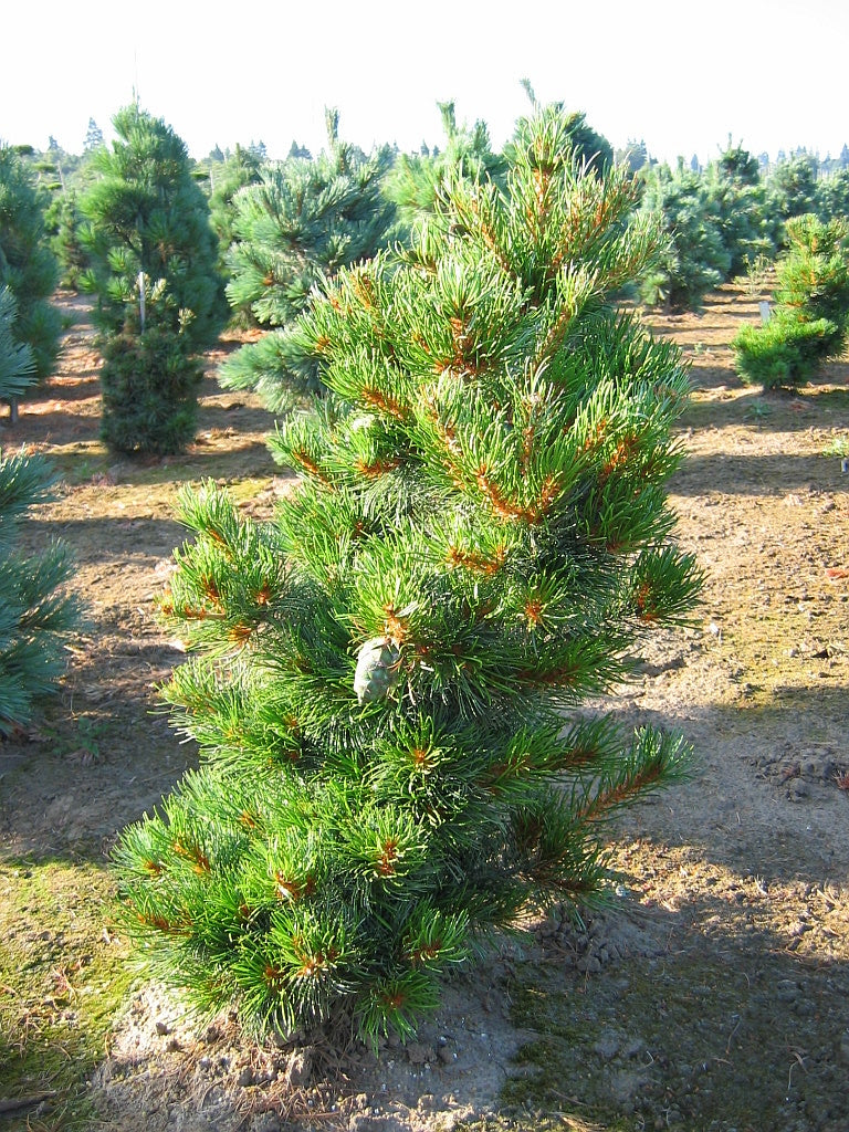 Pinus parviflora Ara Kawa Ara Kawa Dwarf Japanese Pine