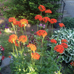 Lychnis chalcedonica Maltese Cross