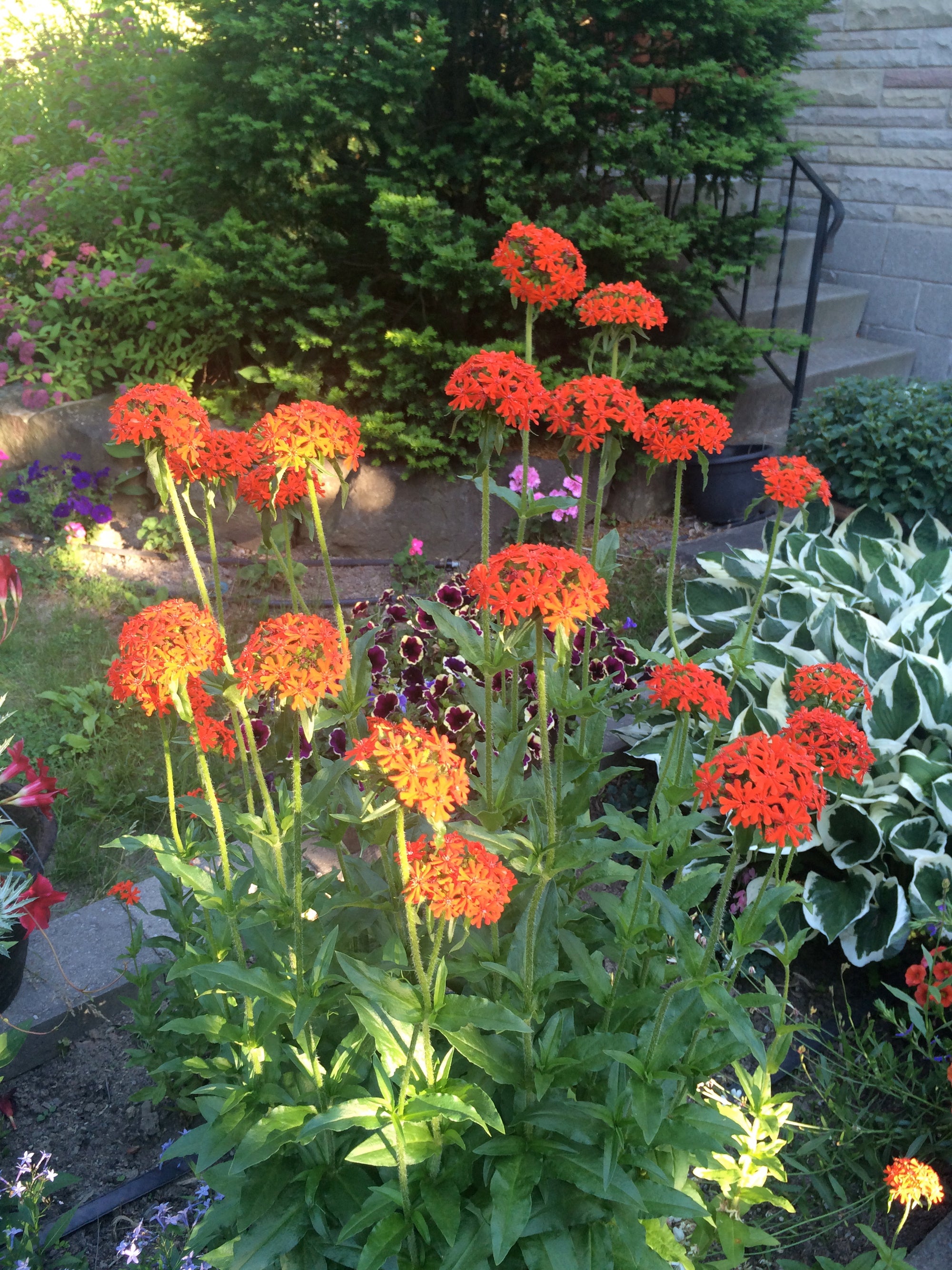 Lychnis chalcedonica Maltese Cross