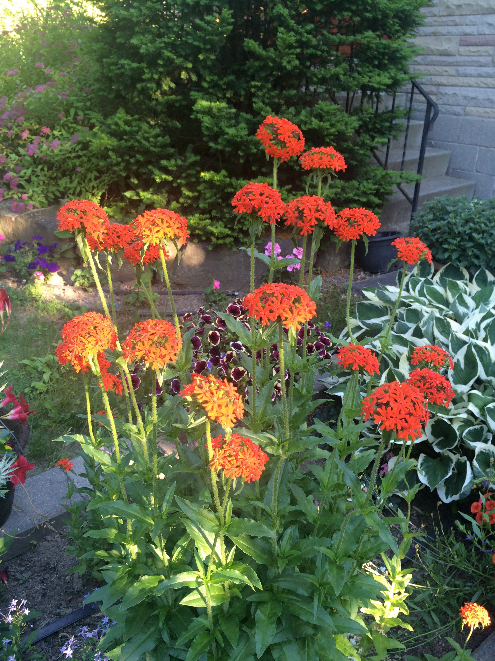 Lychnis chalcedonica Maltese Cross