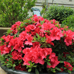 Azalea Red Demon Red Demon Azalea