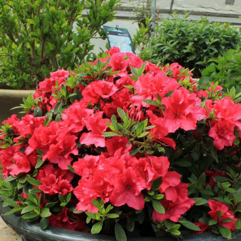 Azalea Red Demon Red Demon Azalea