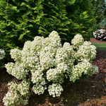 Hydrangea paniculata Tiny Quick Fire SMNHPSB USPP 34,468, Can PBRAF Tiny Quick Fire Panicle Hydrangea