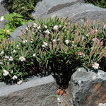 Andromeda polifolia Bergy Bit Bergy Bit Bog Rosemary