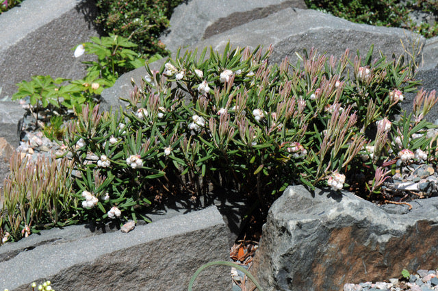 Andromeda polifolia Bergy Bit Bergy Bit Bog Rosemary