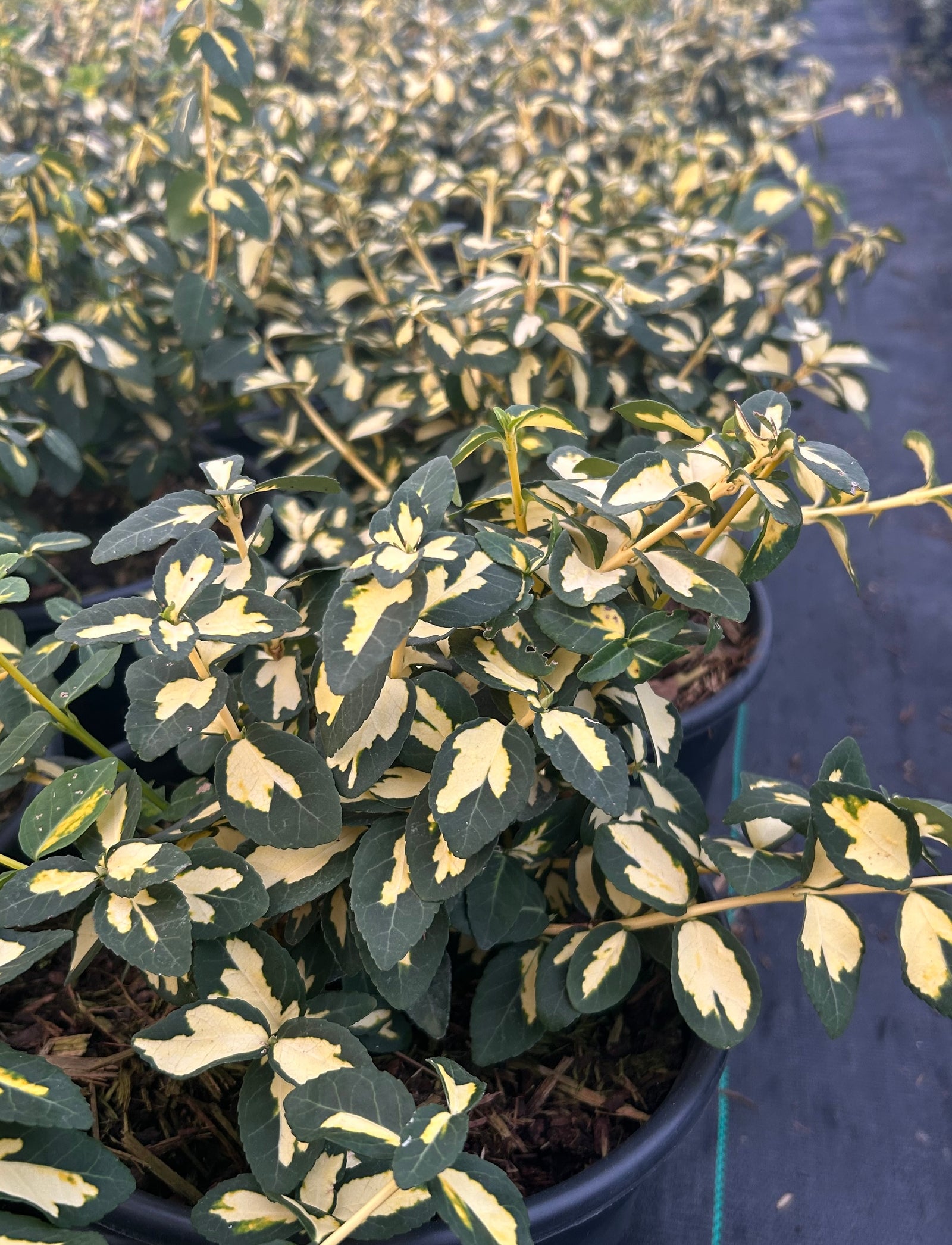 Euonymus fortunei Summer Runner Mickaela PP16,789 Summer Runner Euonymus