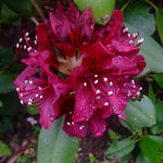 Rhododendron Dark Lord Dark Lord Rhododendron