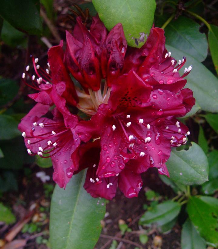 Rhododendron Dark Lord Dark Lord Rhododendron