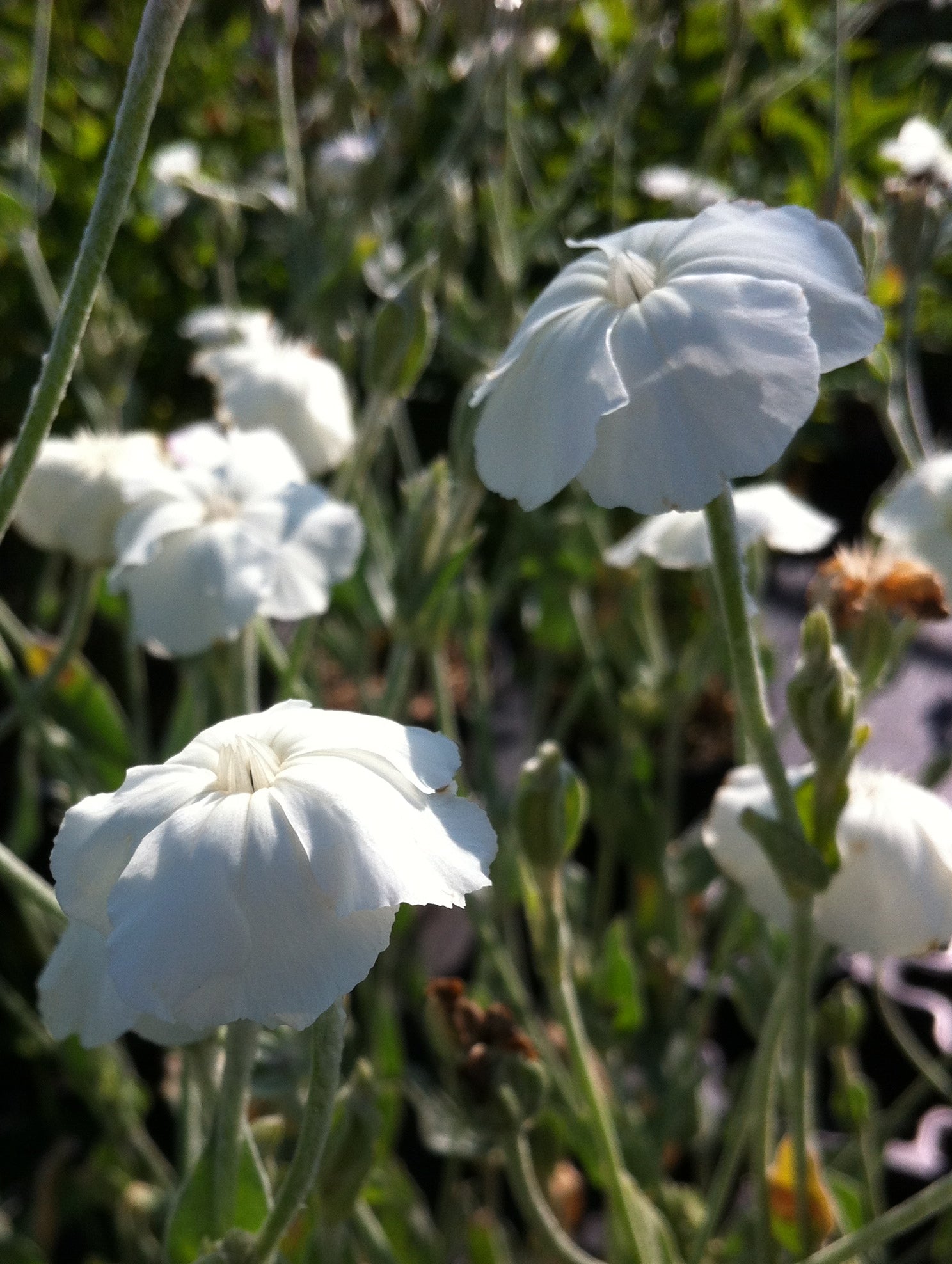 Lychnis coronaria Alba White Campion