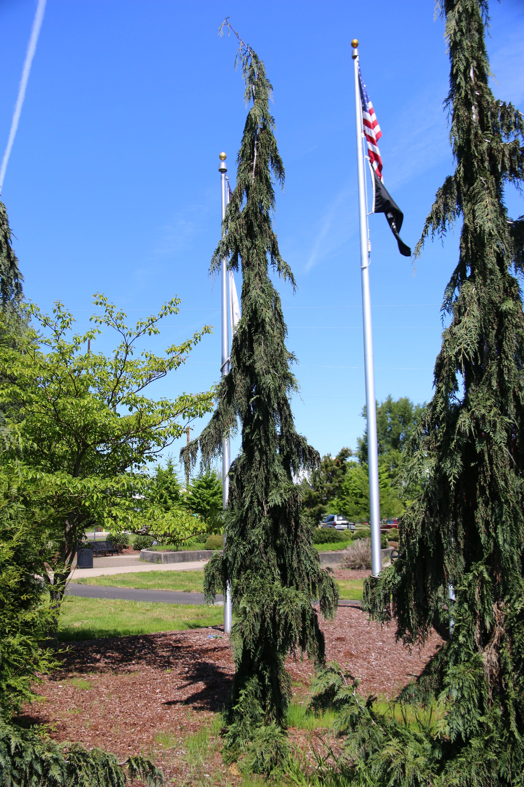 Chamaecyparis nootkatensis Green Arrow Green Arrow Weeping Falsecypress