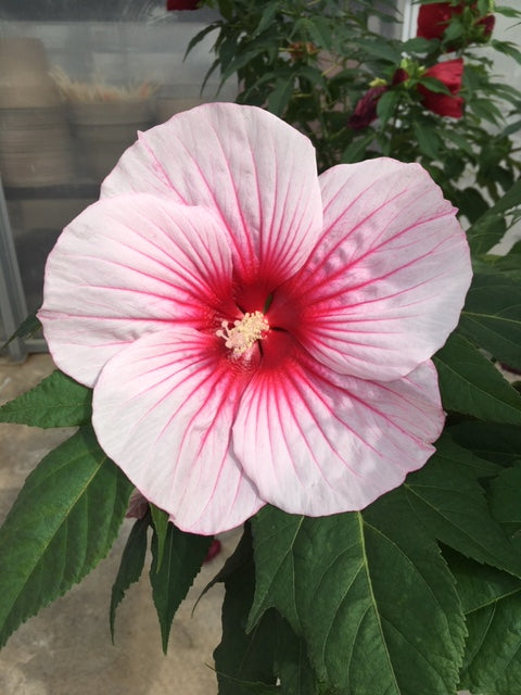 Hibiscus x Moonshadow Rosita Moonshadow Rosita Rose Mallow