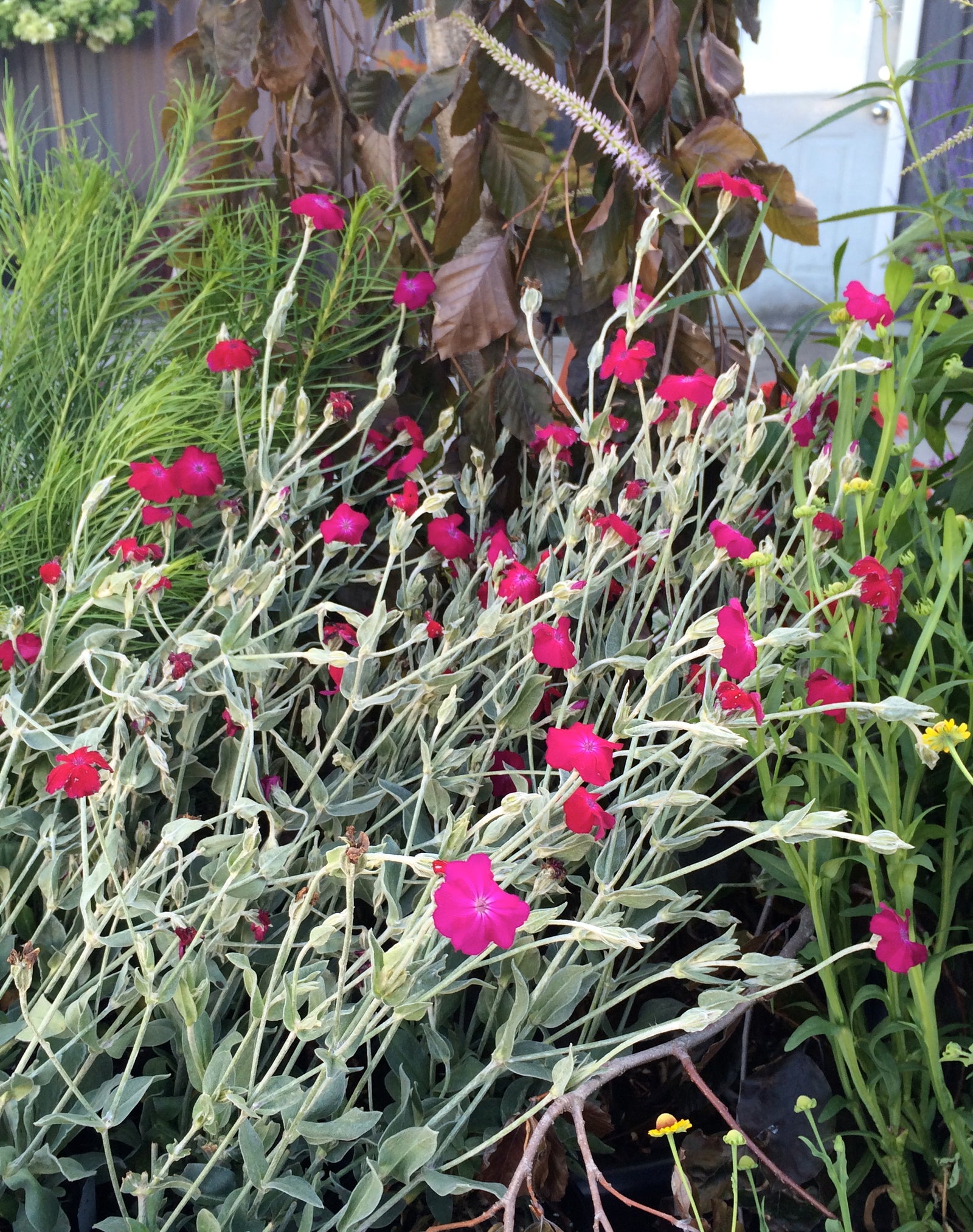 Lychnis coronaria Red Campion