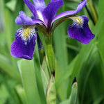 Iris x robusta Gerald Darby Gerald Darby