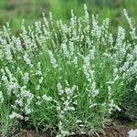 Lavandula angustifolia Big Time White Big Time White Lavender