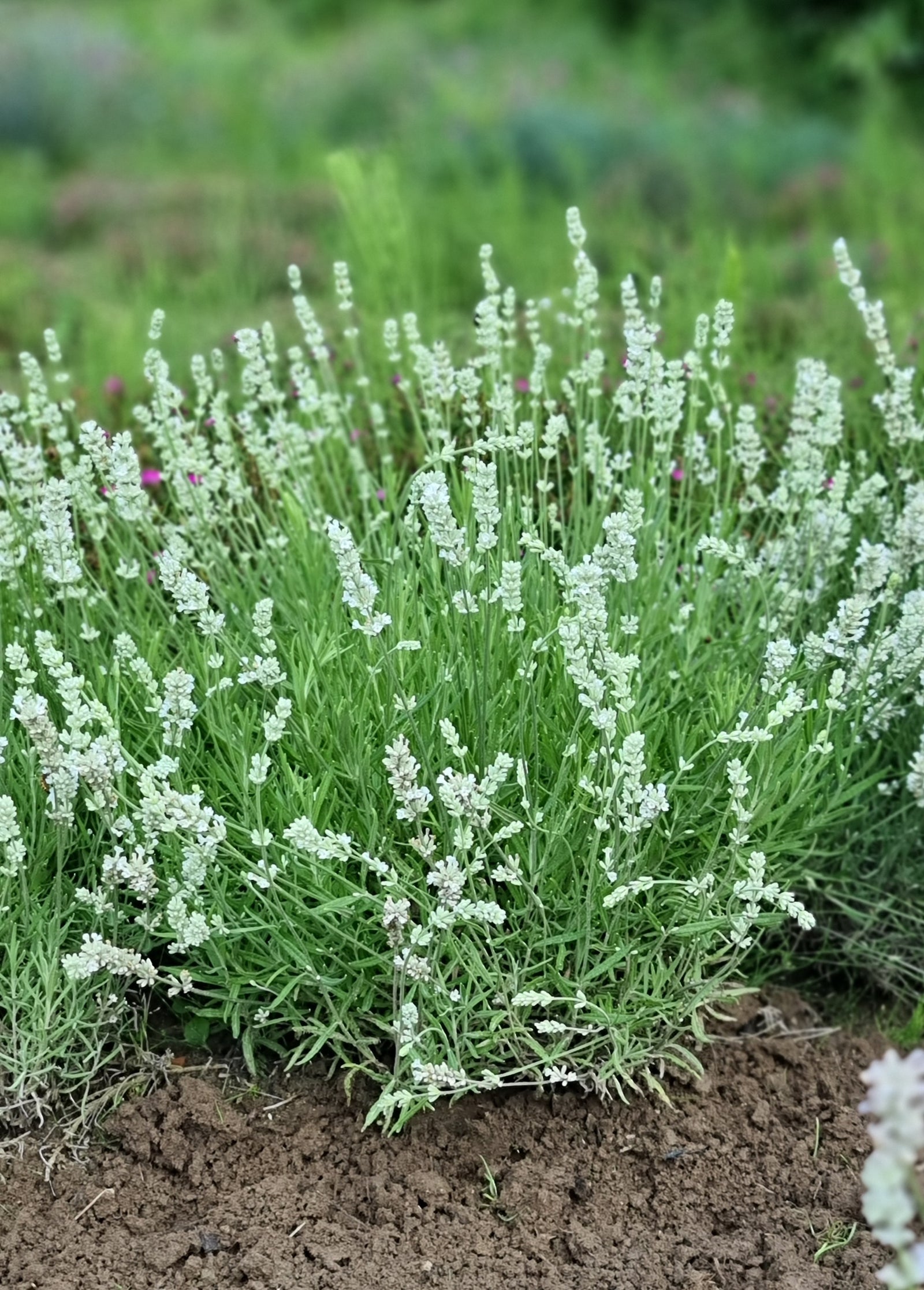 Lavandula angustifolia Big Time White Big Time White Lavender