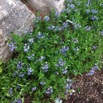 Amsonia x Blue Ice Blue Star